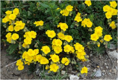 geel Zonneroosje - Hlianthme vulgaire - Helianthemum nummularium