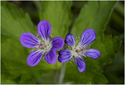 Bosooievaarsbek - Granium des bois - Geranium sylvaticum