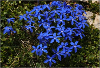 Voorjaarsgentiaan - Gentiane printanire - Gentiana verna