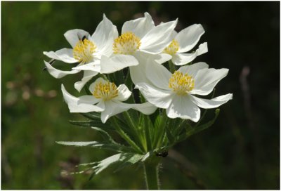 Narcis-anemoon - Anemone  fleurs de Narcisse