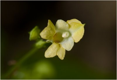 klein Springzaad - Impatiens parviflora