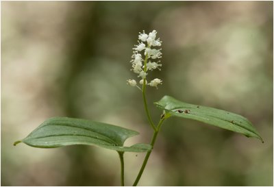 Dalkruid - Maianthemum bifolium