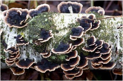 gewoon Elfenbankje - Trametes versicolor