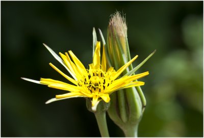 gele Morgenster - Tragopogon pratensis