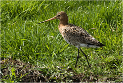 Grutto - Limosa limosa