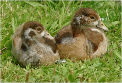 GALLERY Nijlganzen - Egyptian Goose