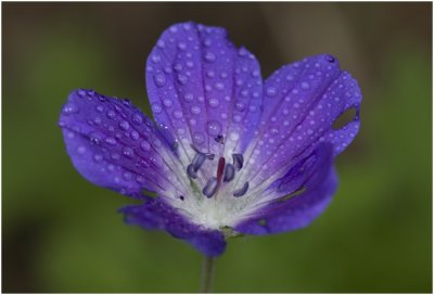 Bosooievaarsbek - Geranium sylvaticum