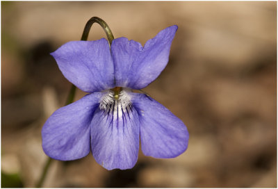 donkersporig Bosviooltje - Viola reichenbachiana