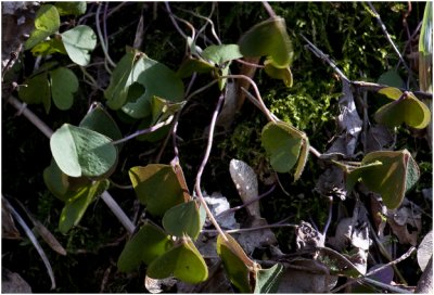  witte Klaverzuring - Oxalis acetosella