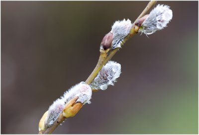 Waterwilg - Salix caprea