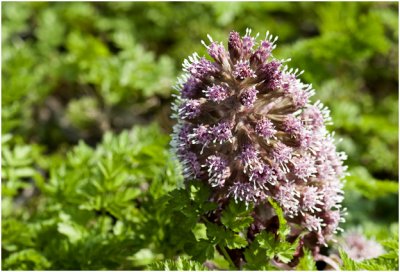 Groot hoefblad - Petasites hybridus