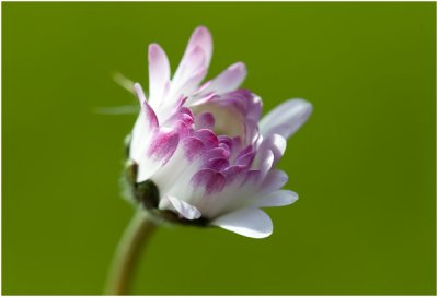 Madeliefje - Bellis perennis