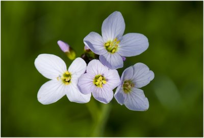 Pinksterbloem - Cardamine pratensis