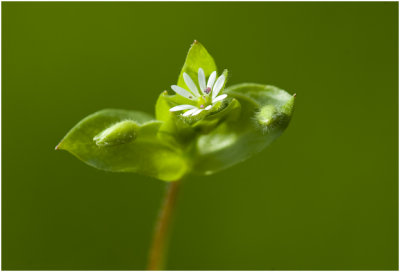 Vogelmuur - Stellaria media