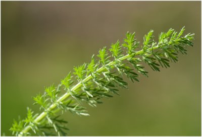 gewoon Duizendblad  - Achillea millefolium