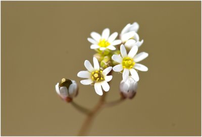 Vroegeling - Erophila verna