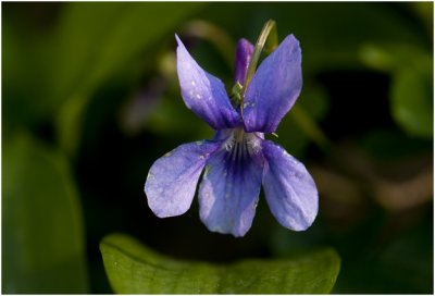 donkersporig Bosviooltje - Viola reichenbachiana