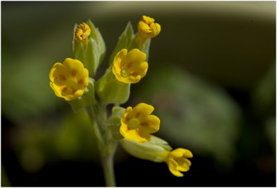 gulden Sleutelbloem - Primula veris