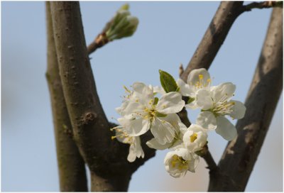 rode Pruim - Prunus Victoria