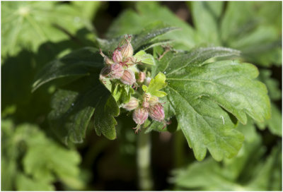 Rotsooievaarsbek - Geranium macrorrhizum