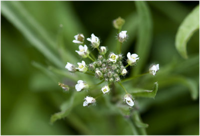 Herderstasje - Capsella bursa-pastoris