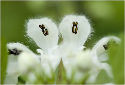 witte Dovenetel  - Lamium album