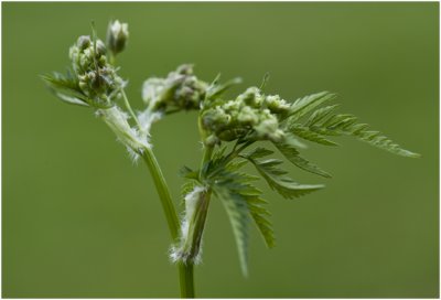 Fluitenkruid - Anthriscus sylvestris