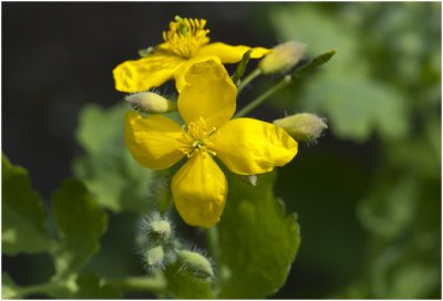  stinkende gouwe - Chelidonium majus