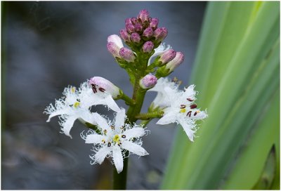 Waterdrieblad - Menyanthes trifoliata