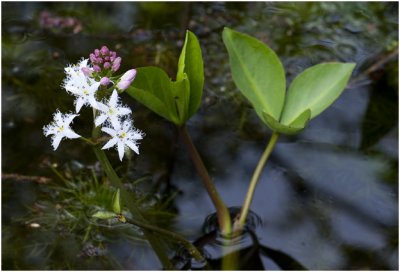 Waterdrieblad - Menyanthes trifoliata