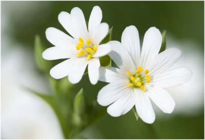 Akkerhoornbloem - Cerastium arvense