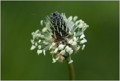 smalle Weegbree - Plantago lanceolata