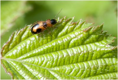 Loopkever - Badister lacertosus  of B. unipustulatus