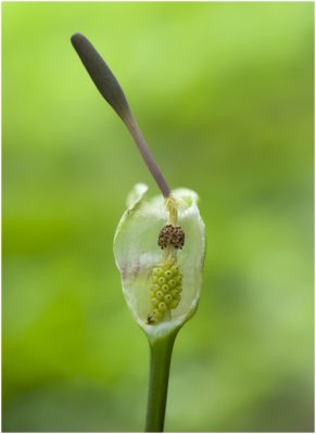 Aronskelk - Arum maculatum
