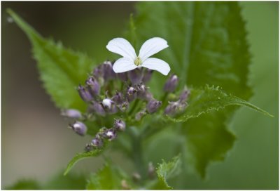 wilde Judaspenning - Lunaria rediviva