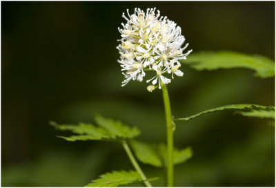 Christoffelkruid - Actaea spicata