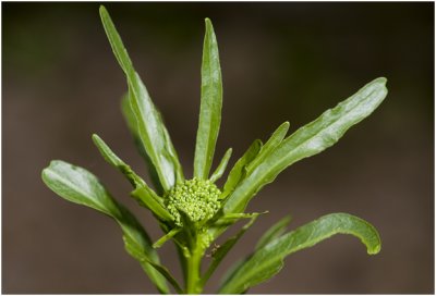 Mierik - Armoracia rusticana