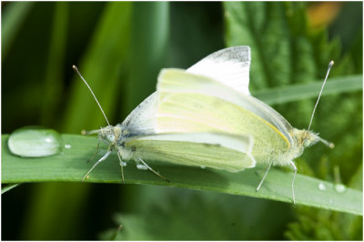 parende kleine Koolwitjes - Pieris rapae