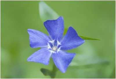 kleine Maagdenpalm  - Vinca minor