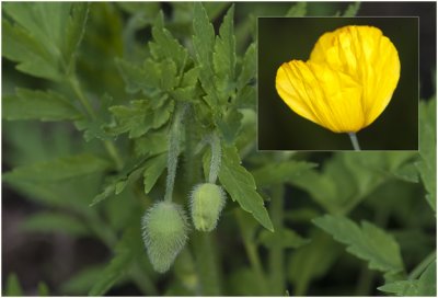 Schijnpapaver  - Meconopsis cambrica