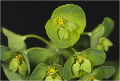 Amandelwolfsmelk  - Euphorbia amygdaloides