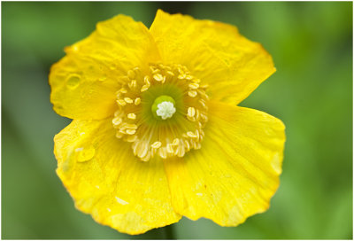 Schijnpapaver - Meconopsis cambrica