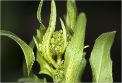 grote Hardvrucht - Bunias orientalis