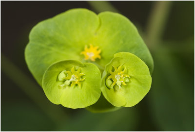 Amandelwolfsmelk - Euphorbia amygdaloides
