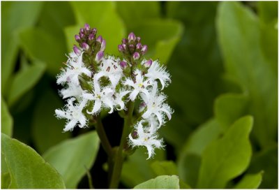 Waterdrieblad - Menyanthes trifoliata