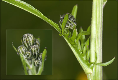 groot Streepzaad - Crepis biennis