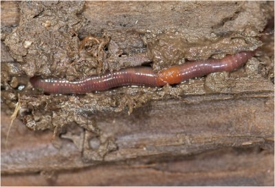 Regenworm -  Lumbricus terrestris