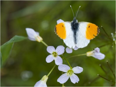 Oranjetipje - Anthocharis cardamines