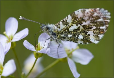 Oranjetipje - Anthocharis cardamines