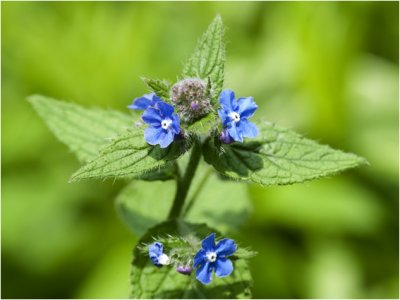 overblijvende Ossetong - Pentaglottis sempervirens